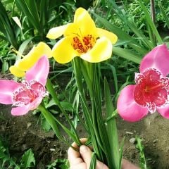 Kaplan Çiçeği – Tigridia – Mix paket