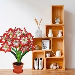 Minevra Amaryllis Soğanı İthal - Güzel Hatun Çiçeği – Kırmızı Beyaz Ebruli
