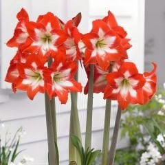 Minevra Amaryllis Soğanı İthal - Güzel Hatun Çiçeği – Kırmızı Beyaz Ebruli