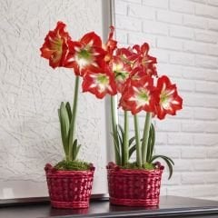Minevra Amaryllis Soğanı İthal - Güzel Hatun Çiçeği – Kırmızı Beyaz Ebruli