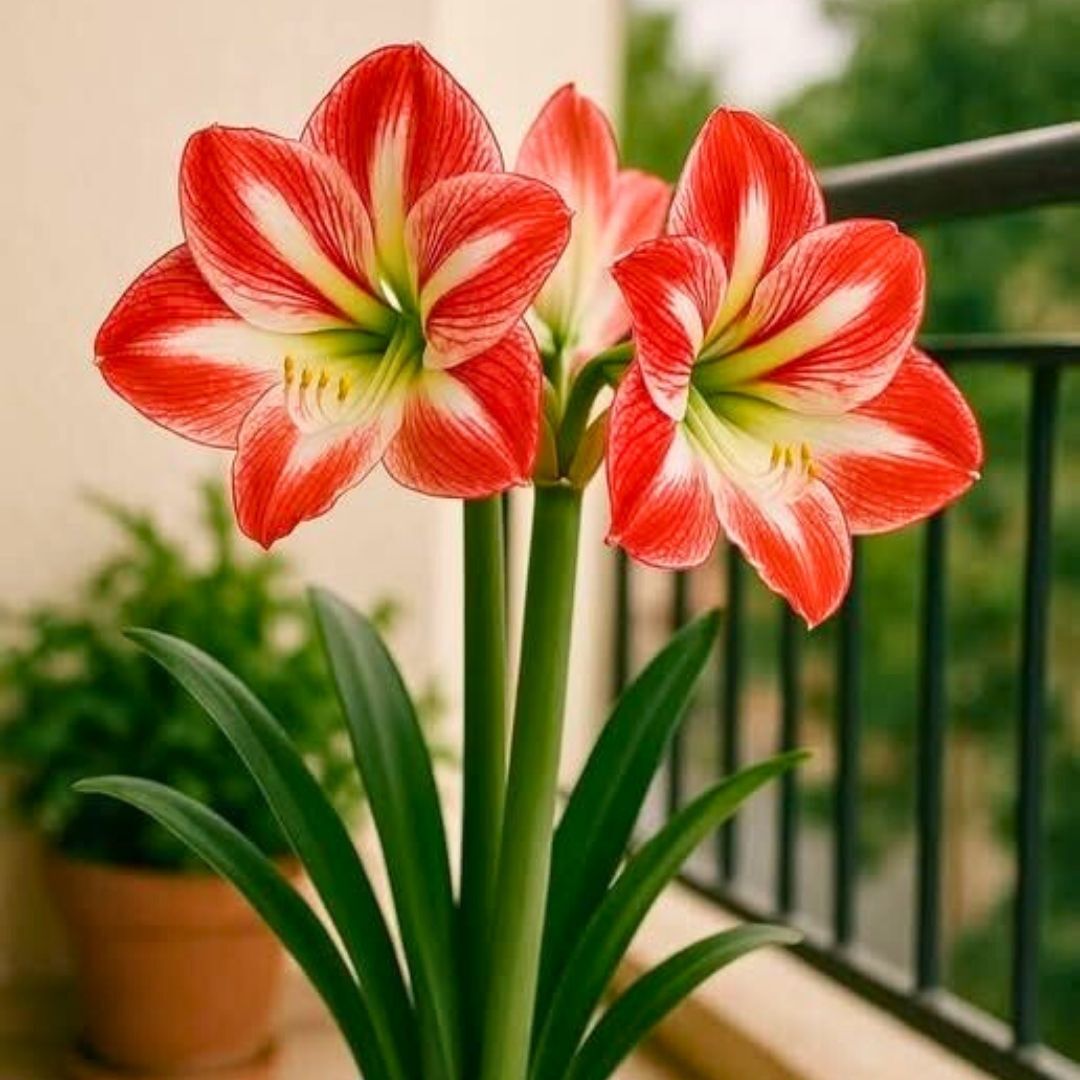 Minerva Amaryllis Soğanı İthal - Güzel Hatun Çiçeği – Kırmızı Beyaz Ebruli