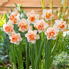 Replete Nergis Soğanı – Narcissus