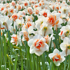 Replete Nergis Soğanı – Narcissus