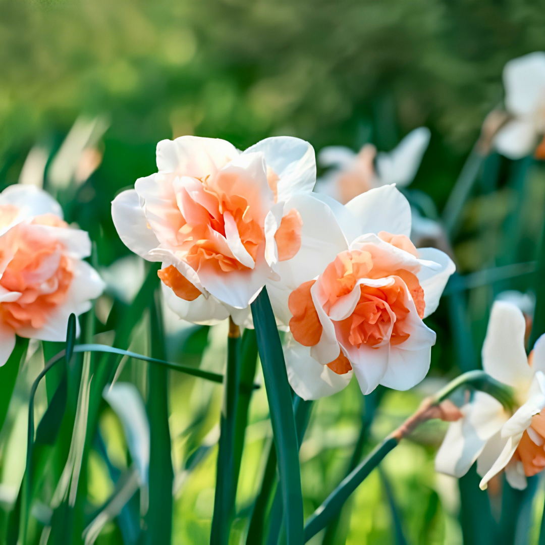 Replete Nergis Soğanı – Narcissus