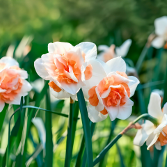 Replete Nergis Soğanı – Narcissus