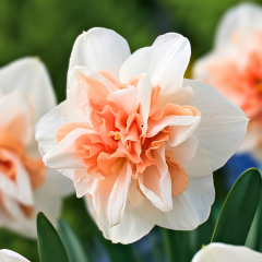 Replete Nergis Soğanı – Narcissus