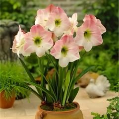 Reve Amaryllis Soğanı - Güzel Hatun Çiçeği – Ebruli Toz Pembe