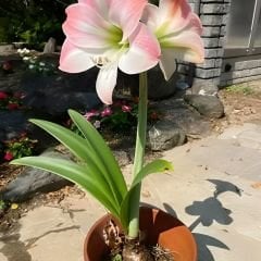 Reve Amaryllis Soğanı - Güzel Hatun Çiçeği – Ebruli Toz Pembe