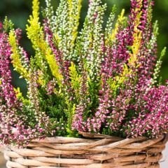Calluna Vulgaris - Erica - Funda Çiçeği - Süpürge Çalısı