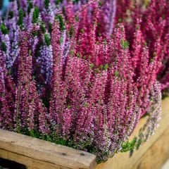 Calluna Vulgaris - Erica - Funda Çiçeği - Süpürge Çalısı