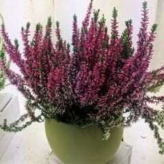 Calluna Vulgaris - Erica - Funda Çiçeği - Süpürge Çalısı