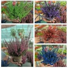 Calluna Vulgaris - Erica - Funda Çiçeği - Süpürge Çalısı