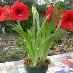 Redl Lion Amaryllis Soğanı - Güzel Hatun Çiçeği – Kırmızı