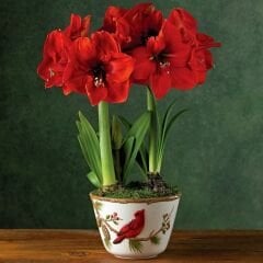 Redl Lion Amaryllis Soğanı - Güzel Hatun Çiçeği – Kırmızı