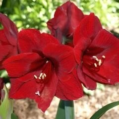 Redl Lion Amaryllis Soğanı - Güzel Hatun Çiçeği – Kırmızı