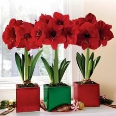 Redl Lion Amaryllis Soğanı - Güzel Hatun Çiçeği – Kırmızı