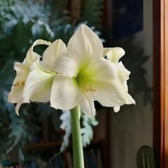 Matterhorn  Amaryllis Soğanı - Güzel Hatun Çiçeği – Beyaz