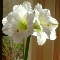Matterhorn  Amaryllis Soğanı - Güzel Hatun Çiçeği – Beyaz