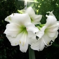Matterhorn  Amaryllis Soğanı - Güzel Hatun Çiçeği – Beyaz