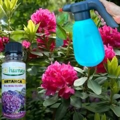 Ortanca İçin Sıvı Bitki Besini