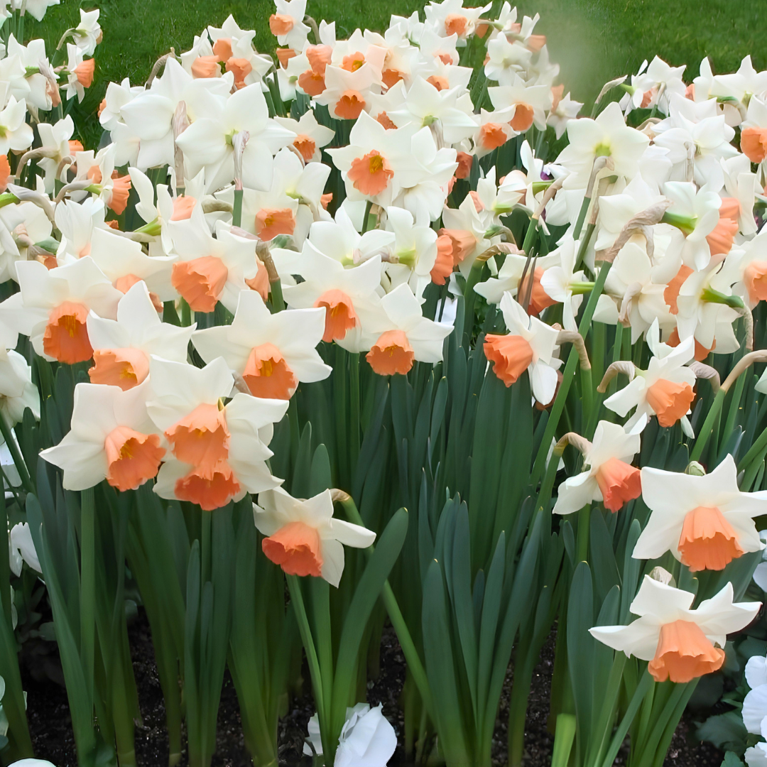 Accent Nergis Soğanı – Narcissus