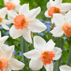 Accent Nergis Soğanı – Narcissus