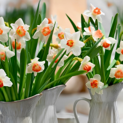 Accent Nergis Soğanı – Narcissus