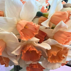 Accent Nergis Soğanı – Narcissus