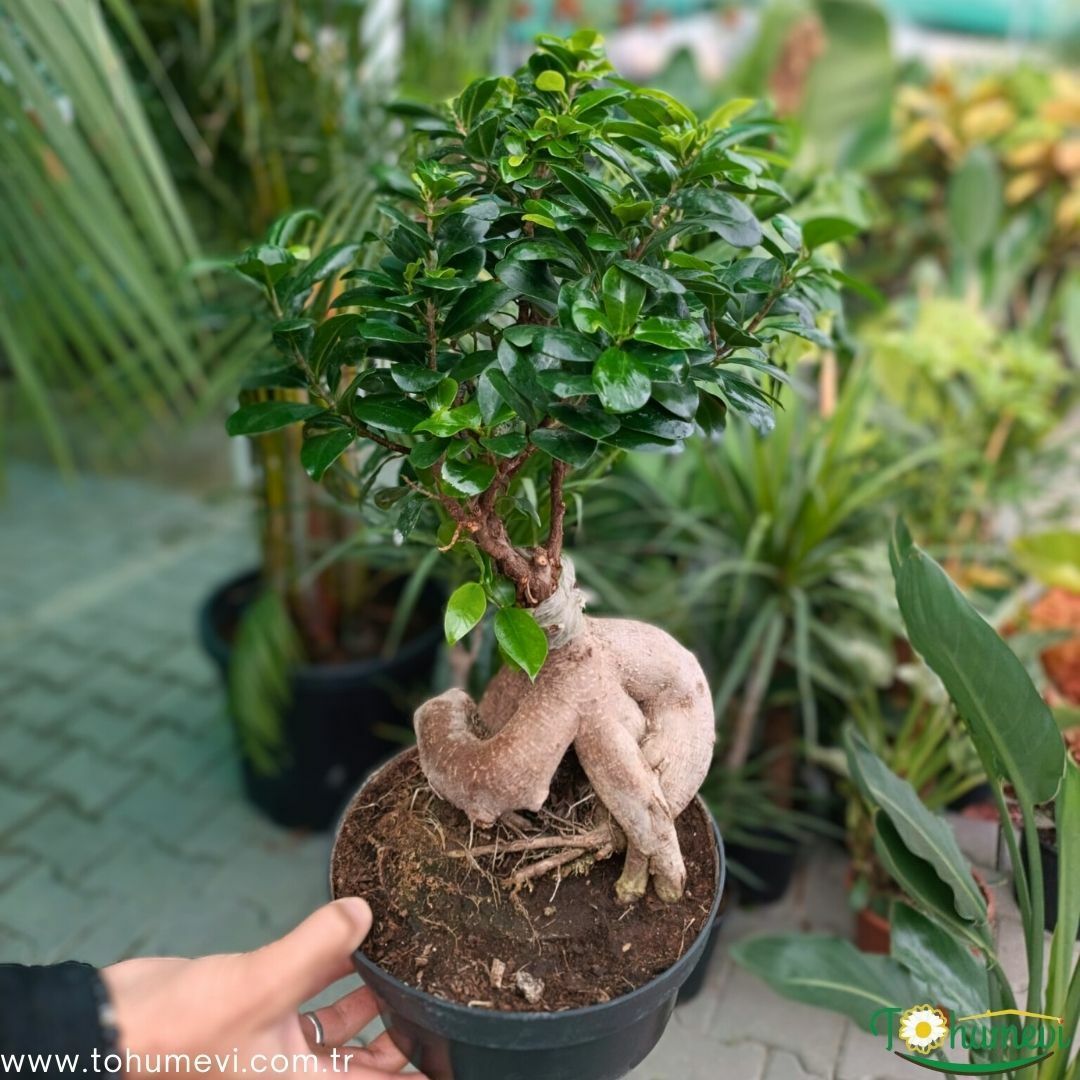 Ficus Ginseng Bonsai Ağacı İthal - 500 gr