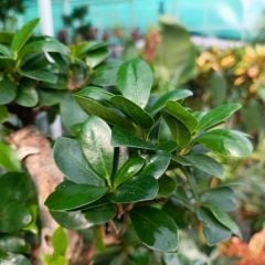 Ficus Ginseng Bonsai Ağacı İthal - 500 gr