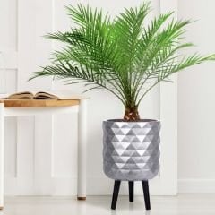 Cycas - Sikas - Japon Palmiyesi