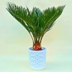 Cycas - Sikas - Japon Palmiyesi