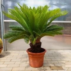 Cycas - Sikas - Japon Palmiyesi
