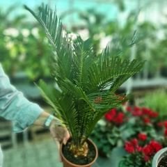 Cycas - Sikas - Japon Palmiyesi
