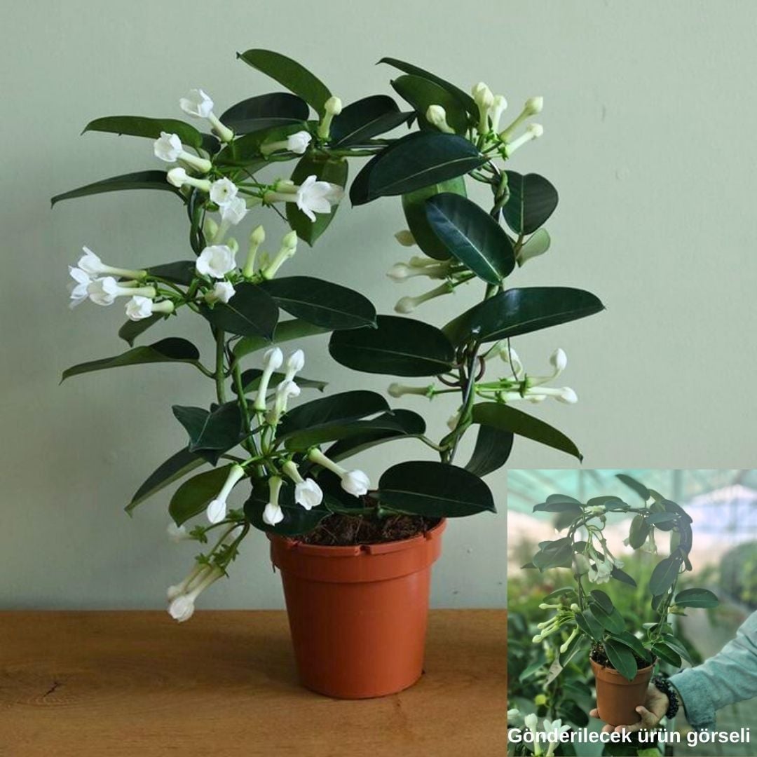 Madagaskar Yasemini – Stephanotis Floribunda