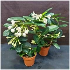 Madagaskar Yasemini – Stephanotis Floribunda