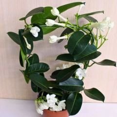 Madagaskar Yasemini – Stephanotis Floribunda