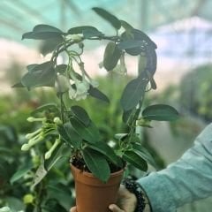 Madagaskar Yasemini – Stephanotis Floribunda
