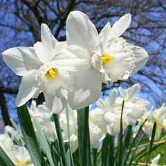Mount Hood Nergis Soğanı – Narcissus