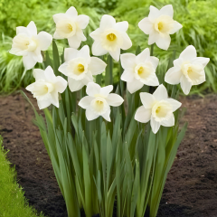 Mount Hood Nergis Soğanı – Narcissus