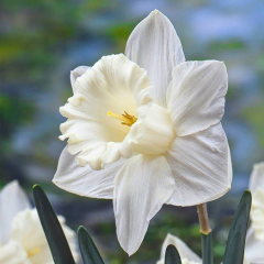 Mount Hood Nergis Soğanı – Narcissus