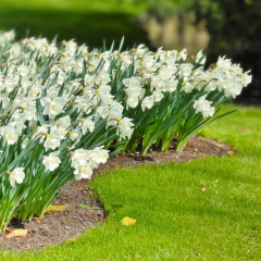 Mount Hood Nergis Soğanı – Narcissus