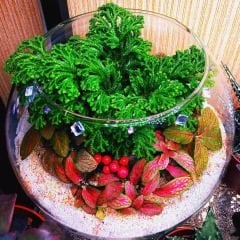 Selaginella Apoda - Çayır Sivri Yosunu