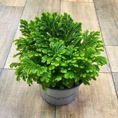 Selaginella Apoda - Çayır Sivri Yosunu