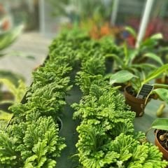 Selaginella Apoda - Çayır Sivri Yosunu