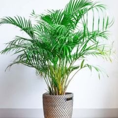 Areka Palmiyesi - Areca Palm 80-100 cm