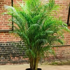 Areka Palmiyesi - Areca Palm