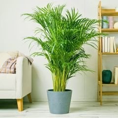 Areka Palmiyesi - Areca Palm 80-100 cm