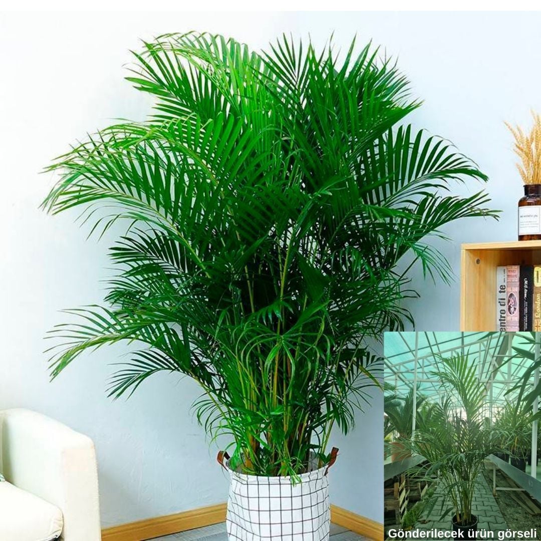 Areka Palmiyesi - Areca Palm 80-100 cm