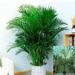 Areka Palmiyesi - Areca Palm 100-120 cm